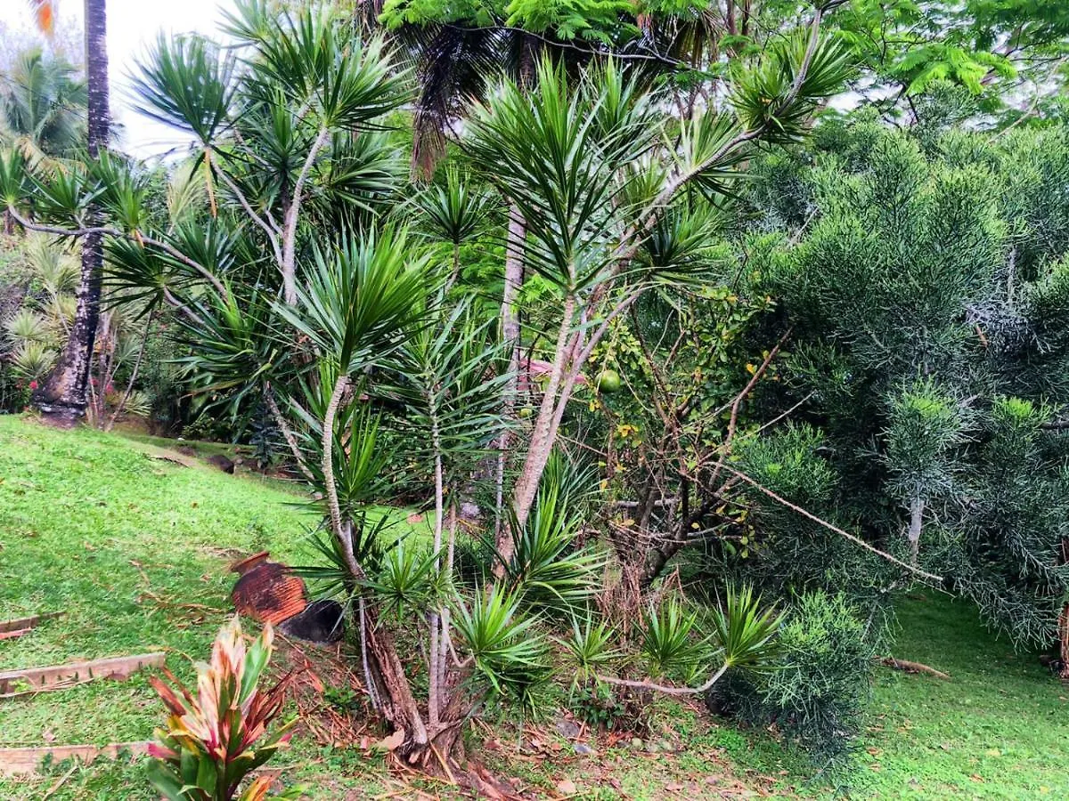 Au Vieux Manguier Villa Deshaies