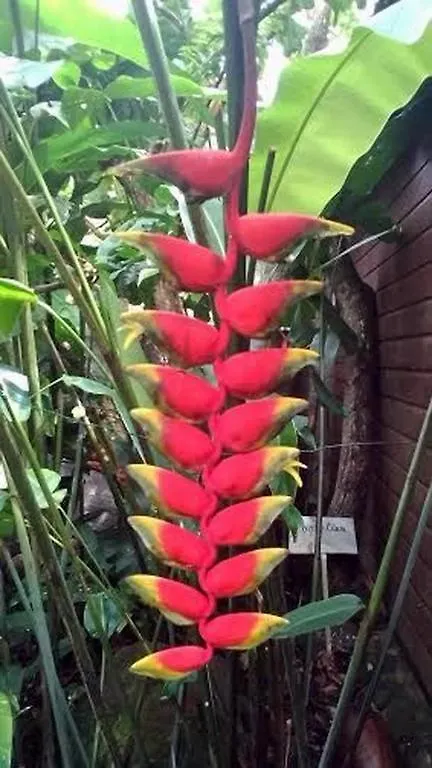 Semesterbostad Au Vieux Manguier Villa Deshaies Guadeloupe